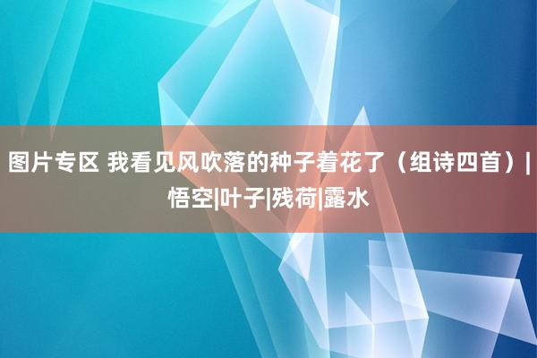 图片专区 我看见风吹落的种子着花了（组诗四首）|悟空|叶子|残荷|露水